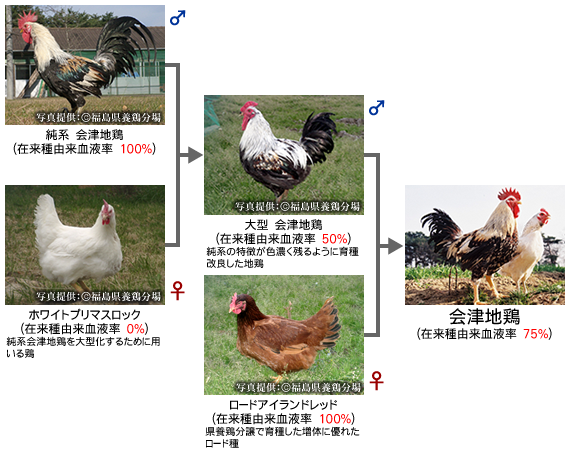会津地鶏の交配様式